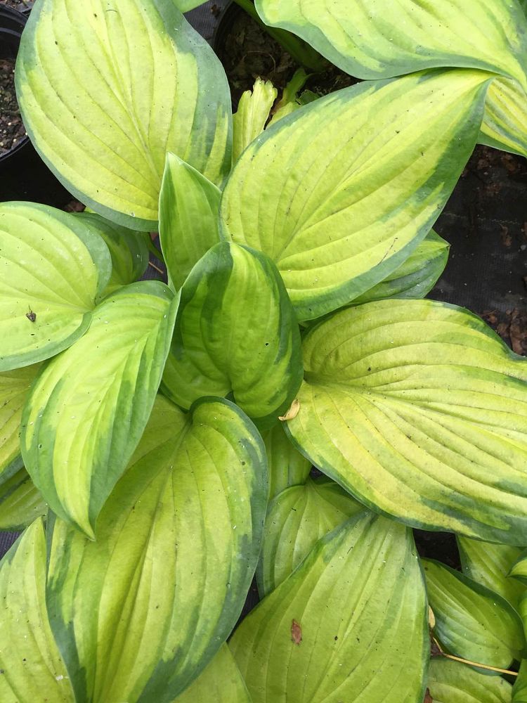 hosta-stained-glass-plantain-lily