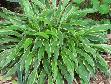 hosta-stiletto-plantain-lily