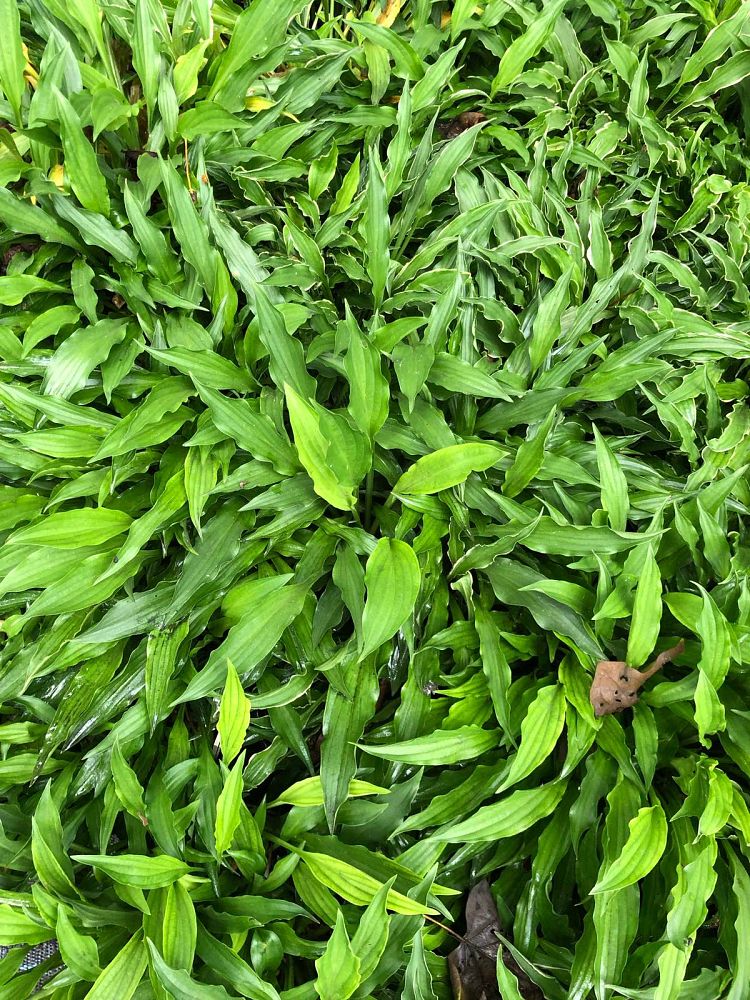 hosta-stiletto-plantain-lily