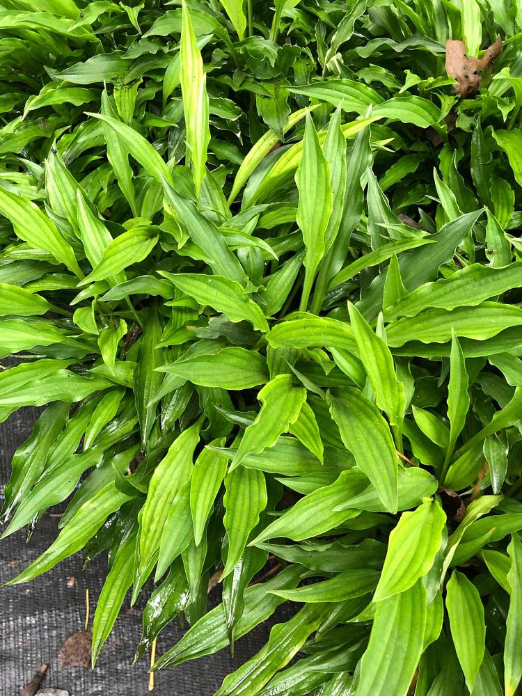 hosta-stiletto-plantain-lily