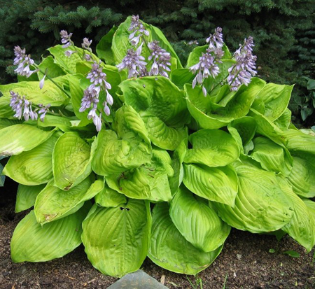 hosta-sum-and-substance