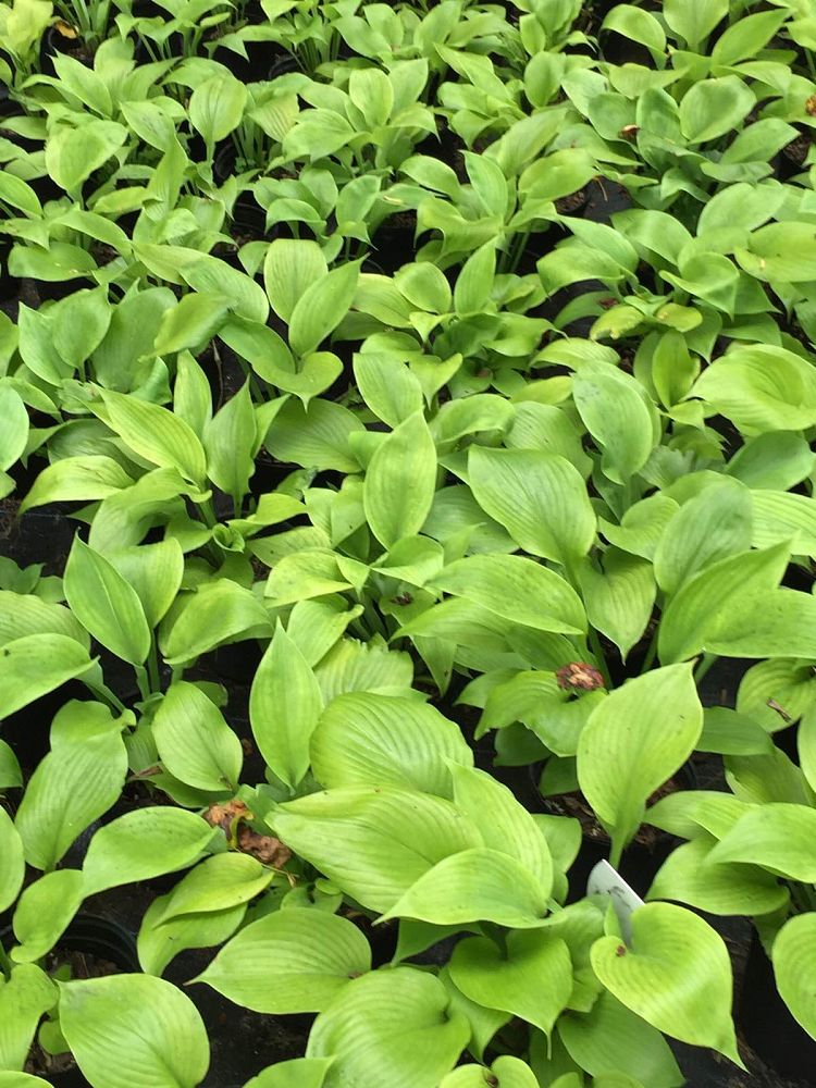 hosta-sum-substance-plantain-lily