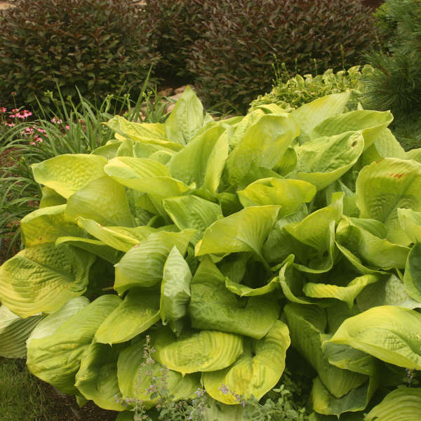 hosta-sum-substance-plantain-lily