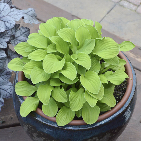 hosta-sun-mouse