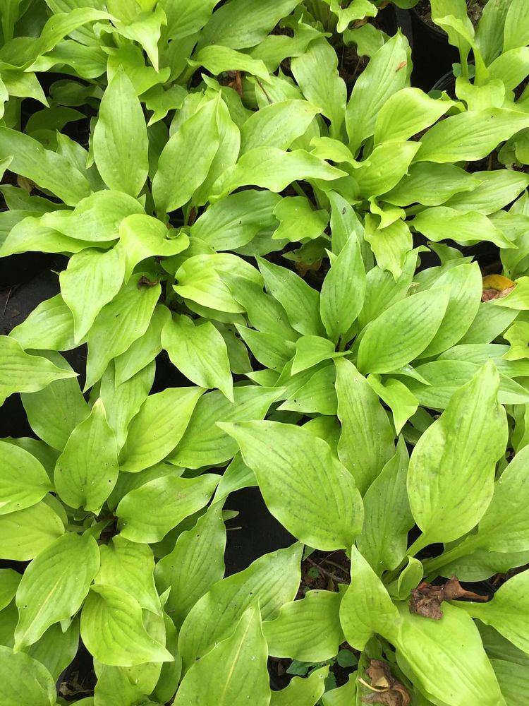hosta-sun-power-plantain-lily