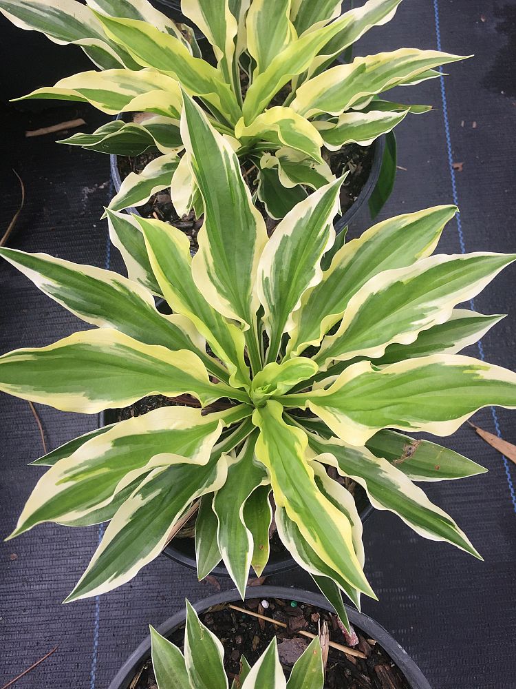 hosta-sunhosta