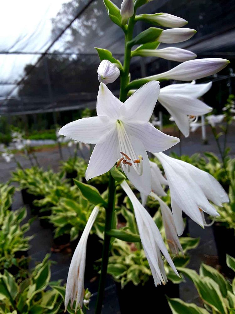 hosta-sunhosta