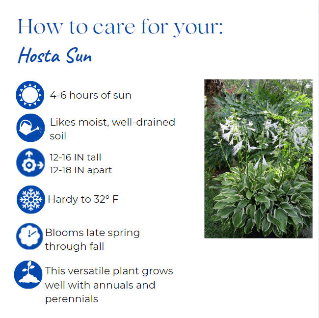 hosta-sunhosta