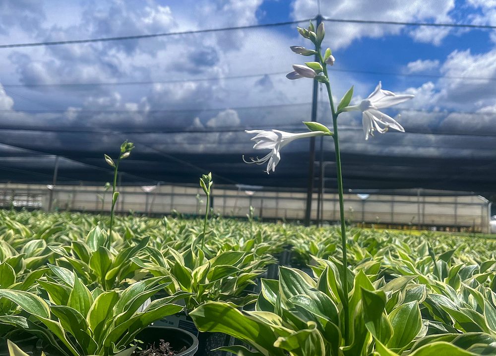 hosta-sunhosta