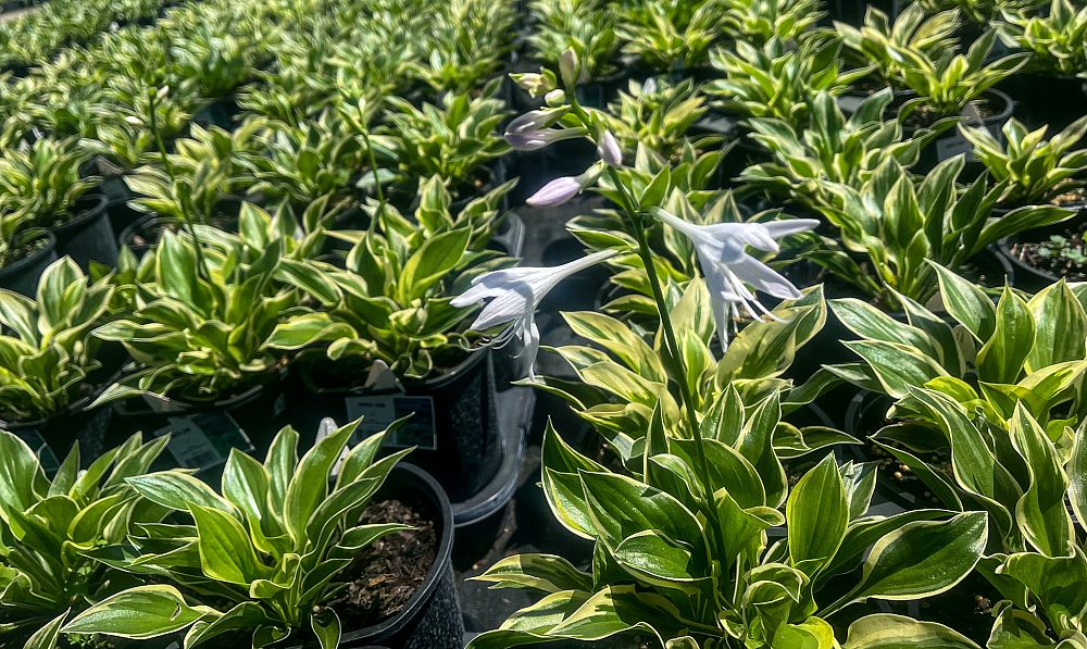 hosta-sunhosta