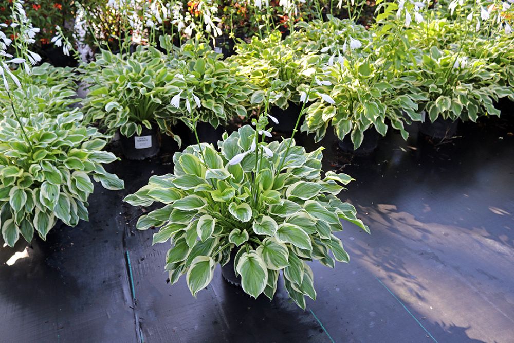 hosta-sunhosta