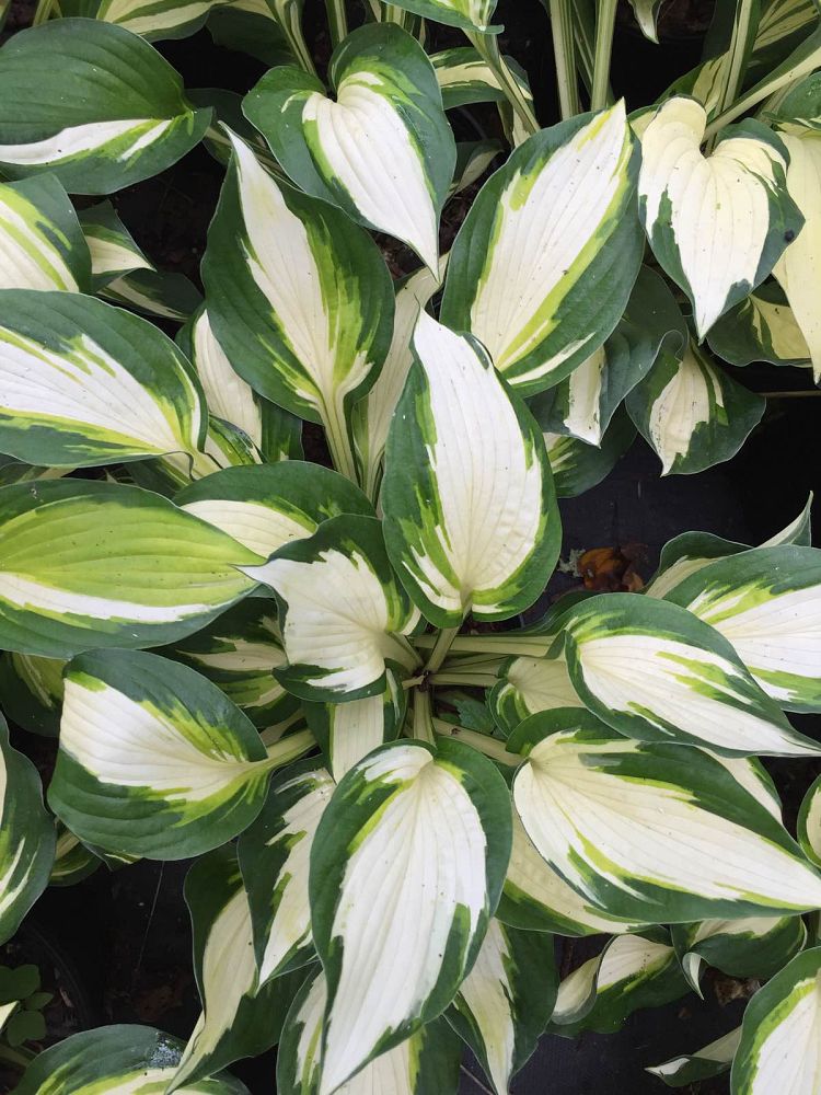 hosta-vulcan