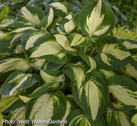 hosta-vulcan