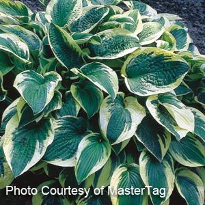 hosta-wide-brim-plantain-lily
