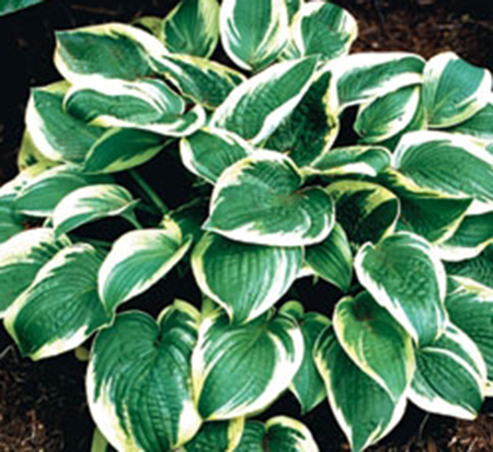hosta-wide-brim-plantain-lily