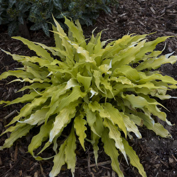 hosta-wiggles-squiggles