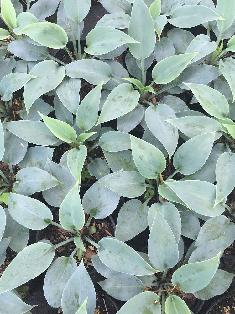 hosta-x-tardiana-halcyon
