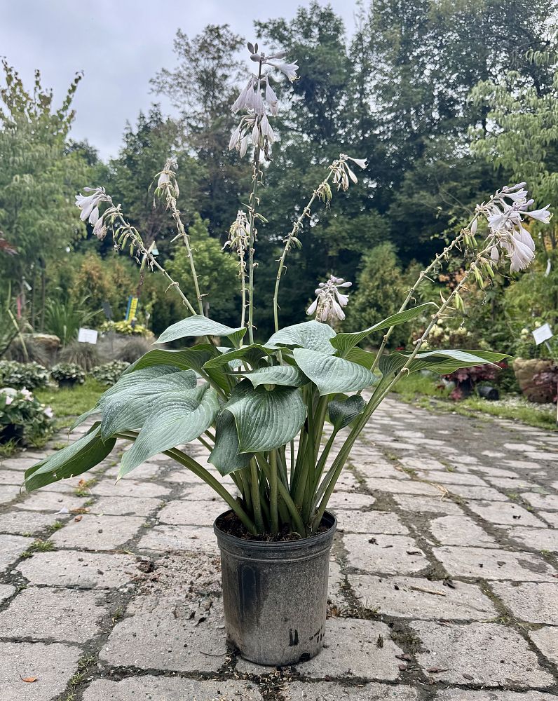 hosta-x-tardiana-halcyon