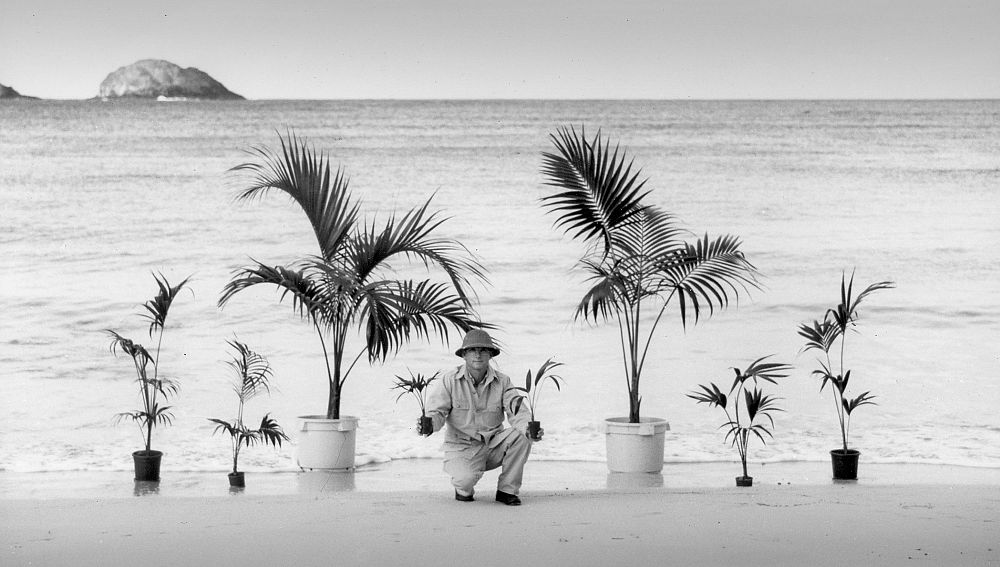 howea-belmoreana-kentiabelle-belmore-sentry-palm-curly-palm-kentia-palm