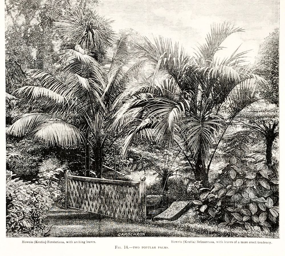 howea-belmoreana-kentiabelle-belmore-sentry-palm-curly-palm-kentia-palm