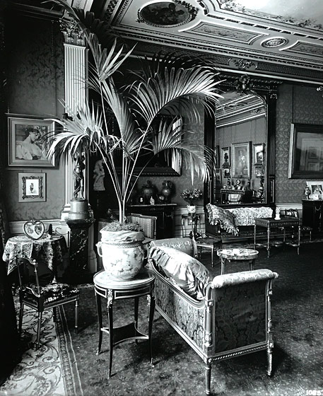 howea-belmoreana-kentiabelle-belmore-sentry-palm-curly-palm-kentia-palm