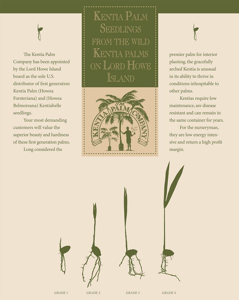 howea-belmoreana-kentiabelle-belmore-sentry-palm-curly-palm-kentia-palm