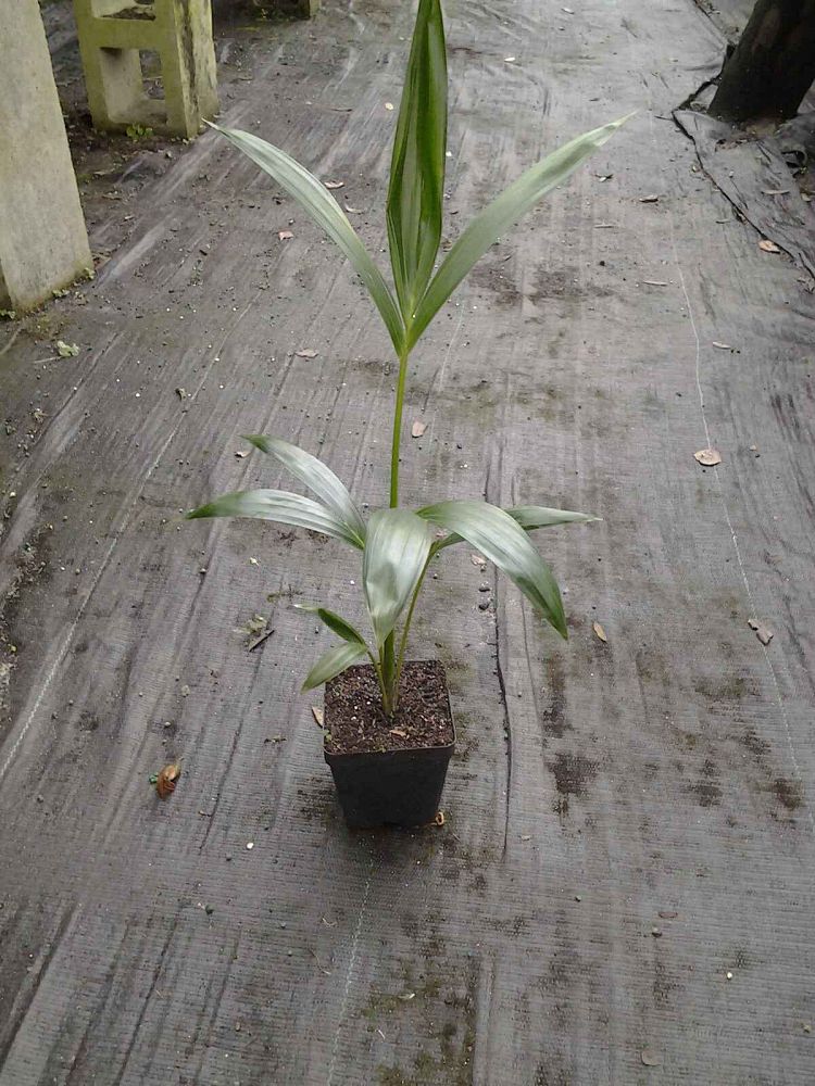 howea-forsteriana-kentia-palm