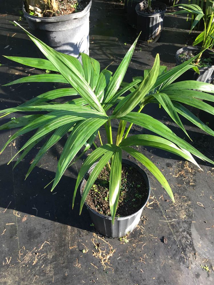 howea-forsteriana-kentia-palm