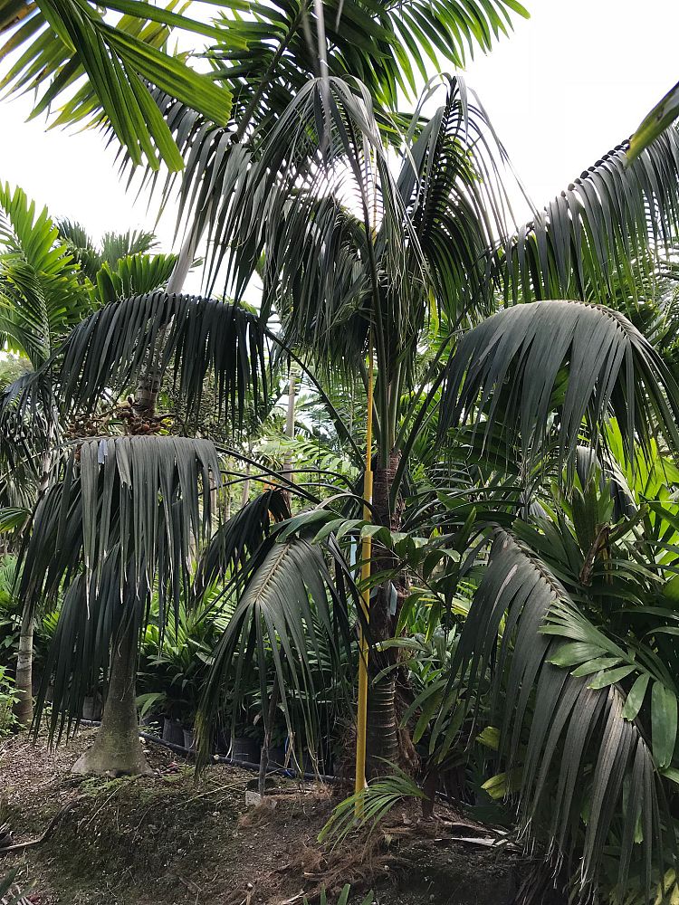 howea-forsteriana-kentia-palm
