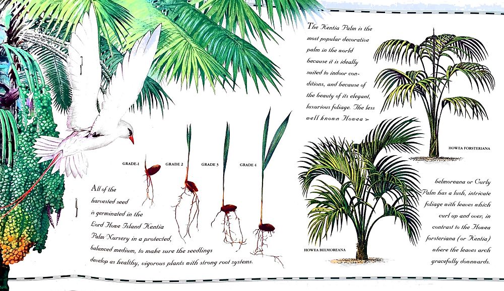 howea-forsteriana-kentia-palm