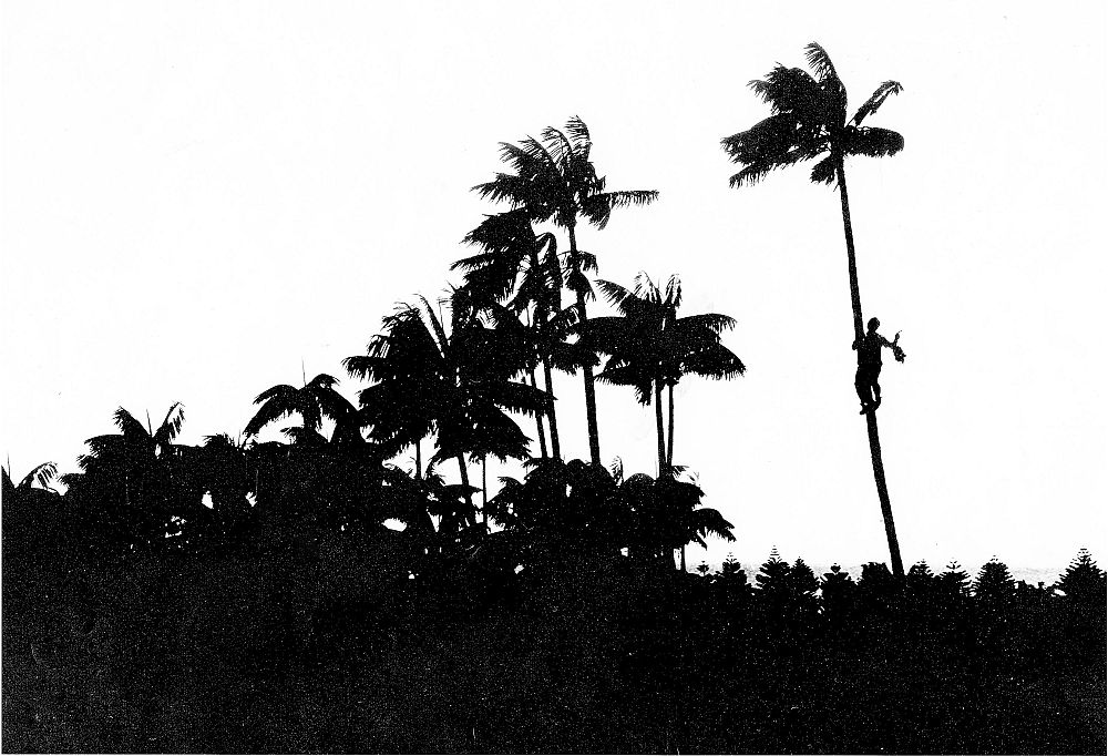 howea-forsteriana-kentia-palm