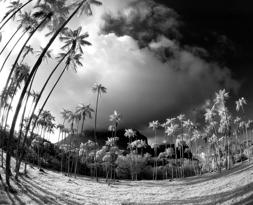 howea-forsteriana-kentia-palm