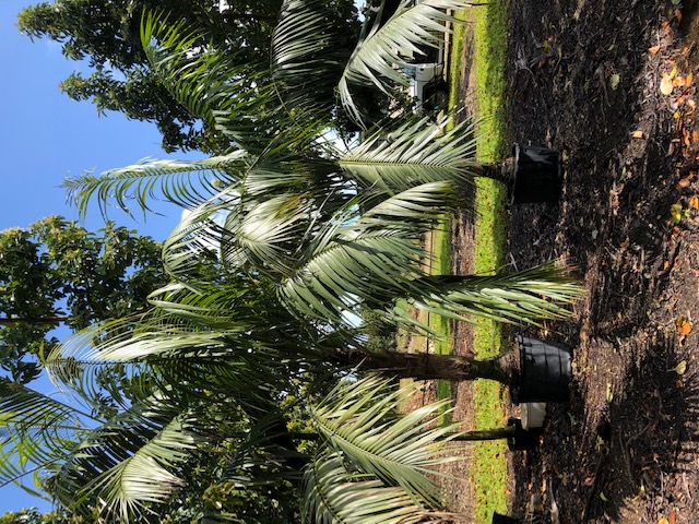 howea-forsteriana-kentia-palm