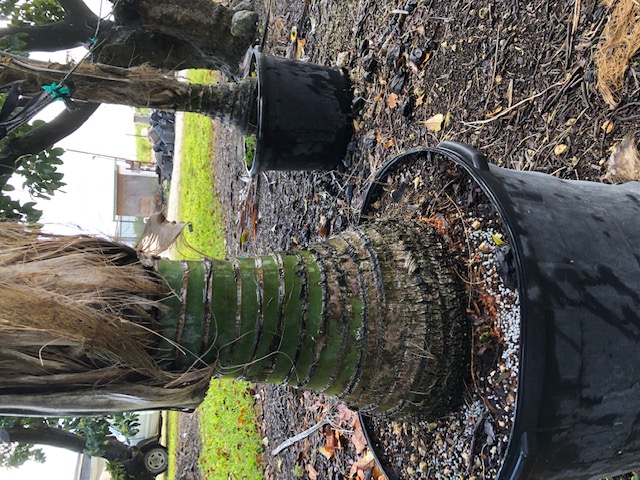 howea-forsteriana-kentia-palm