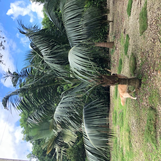 howea-forsteriana-kentia-palm