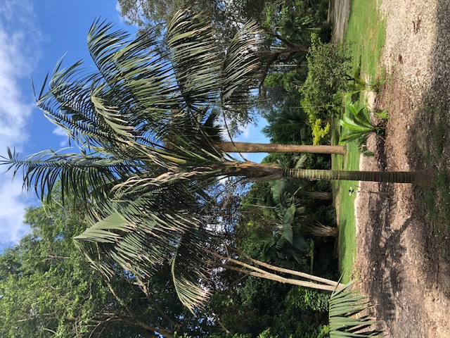howea-forsteriana-kentia-palm