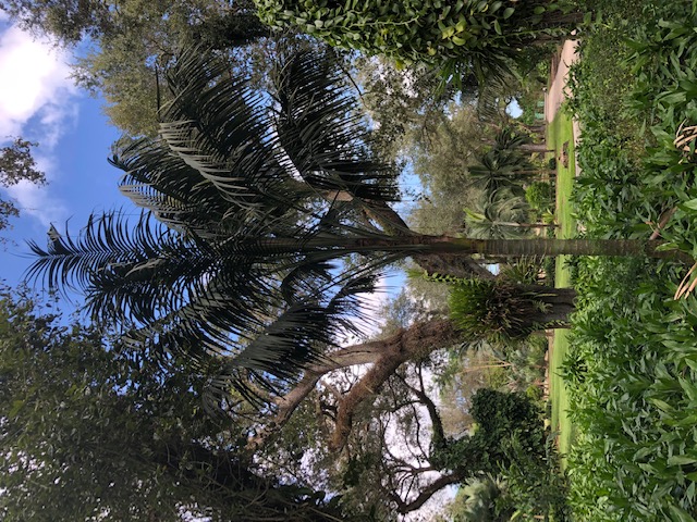 howea-forsteriana-kentia-palm