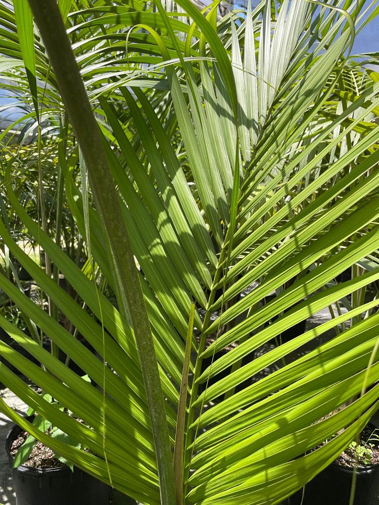 howea-forsteriana-kentia-palm
