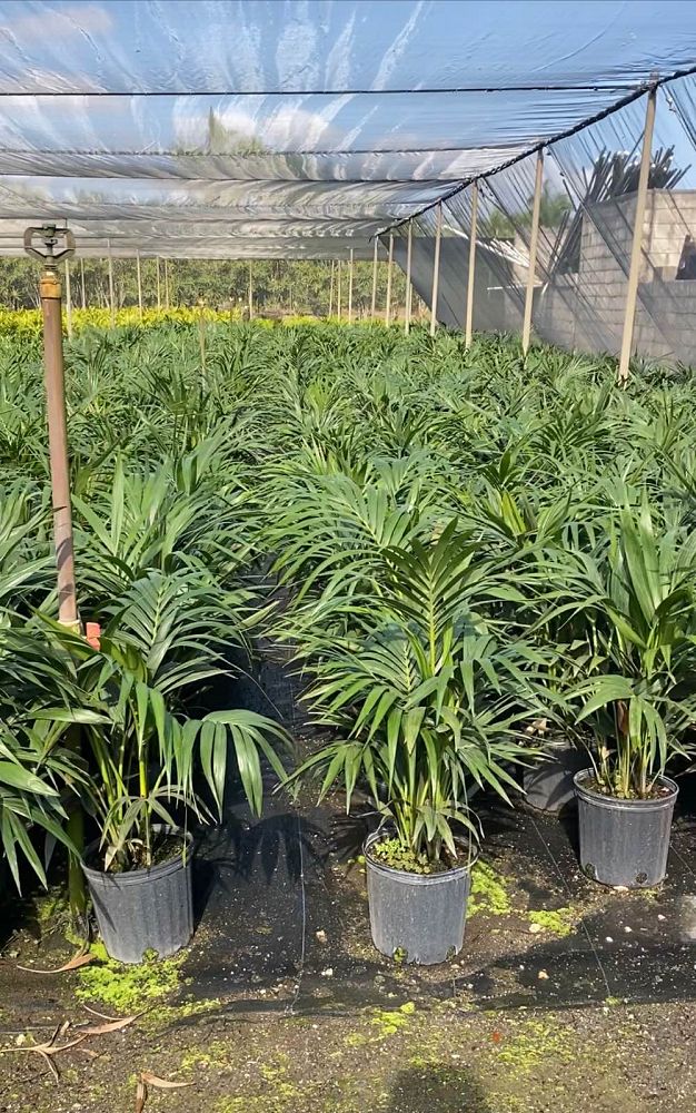 howea-forsteriana-kentia-palm