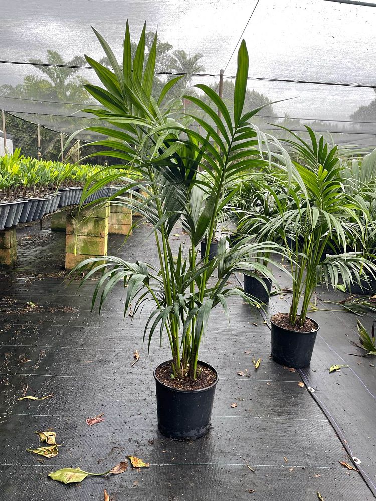 howea-forsteriana-kentia-palm