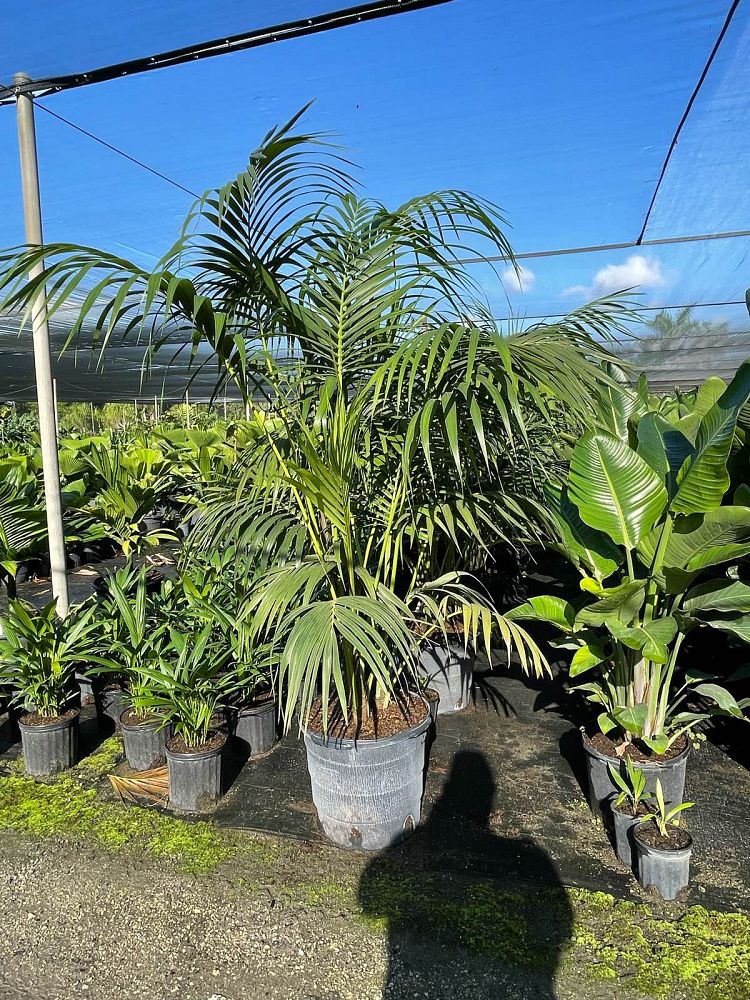 howea-forsteriana-kentia-palm