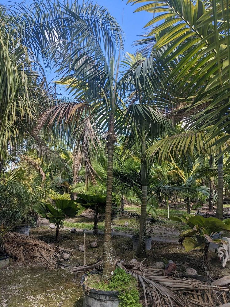 howea-forsteriana-kentia-palm