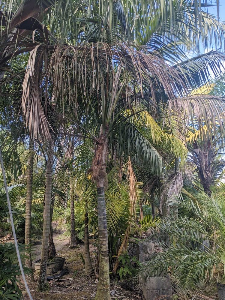 howea-forsteriana-kentia-palm