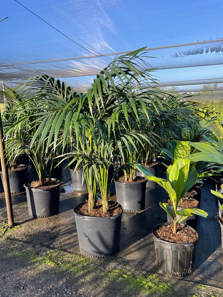 howea-forsteriana-kentia-palm