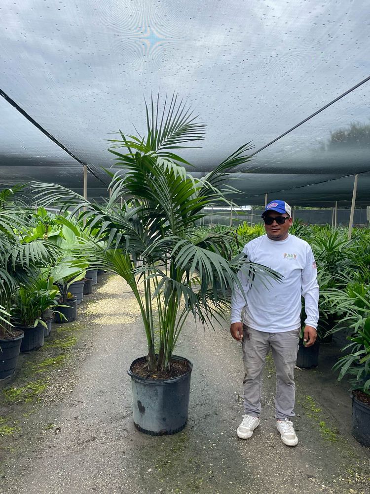 howea-forsteriana-kentia-palm