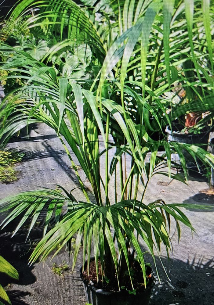 howea-forsteriana-kentia-palm