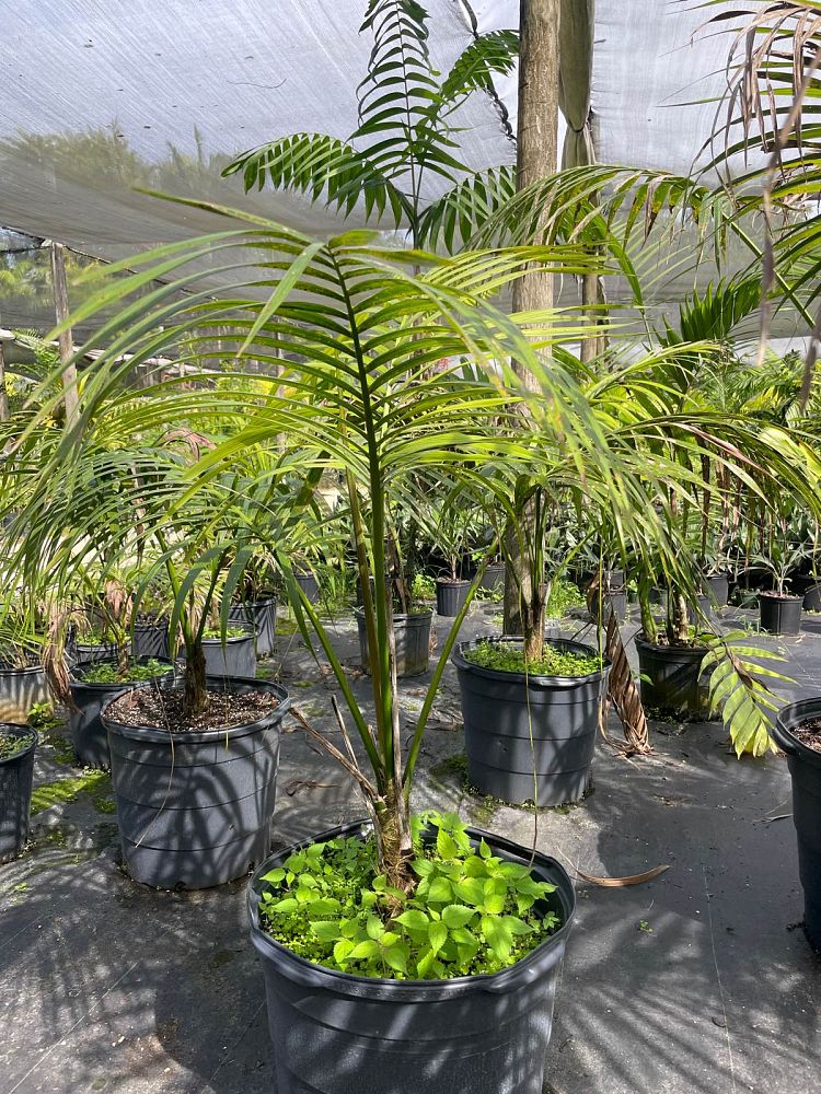 howea-forsteriana-kentia-palm