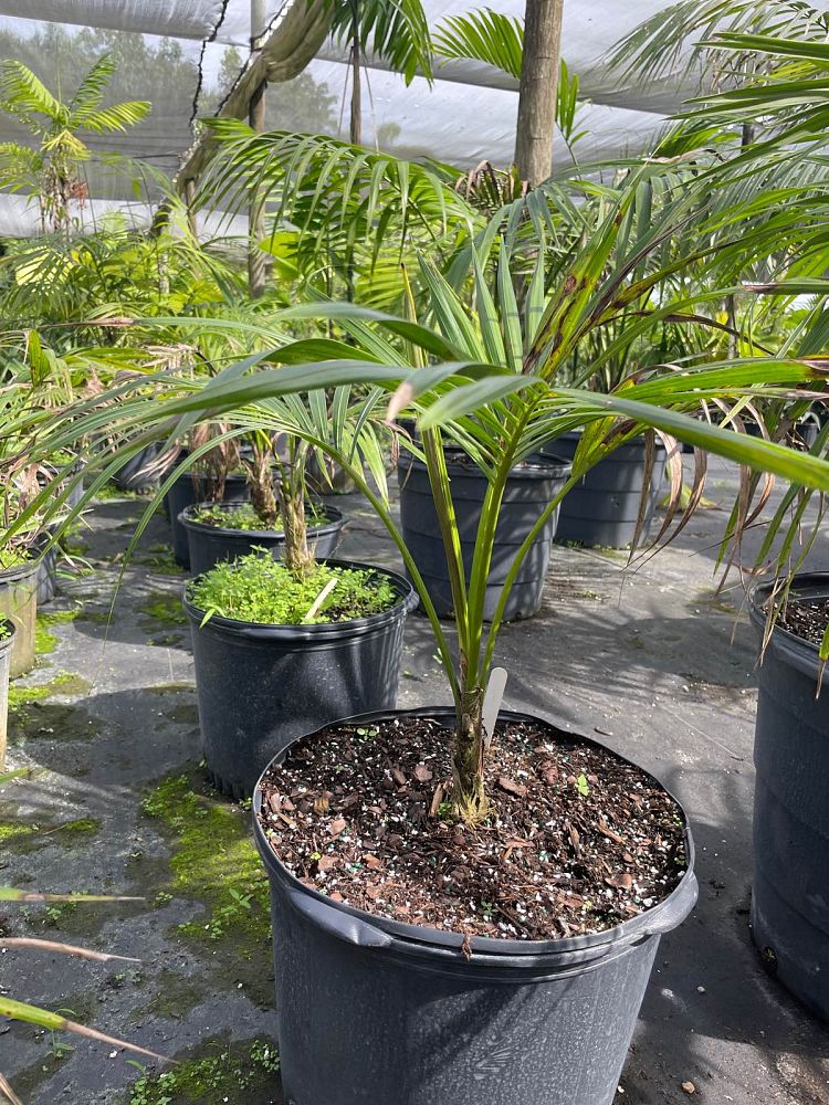 howea-forsteriana-kentia-palm