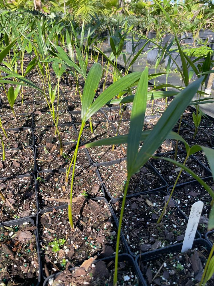howea-forsteriana-kentia-palm