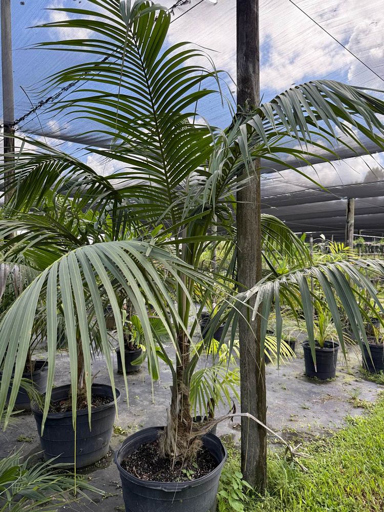 howea-forsteriana-kentia-palm
